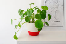 Load image into Gallery viewer, Mia Melange Planter Small – Red Block